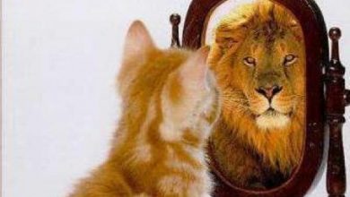 kitten lion mirror 390x220 - من العجب إلى الخير و الحب.. كيف نطهر قلوبنا من الغرور بالحب ؟