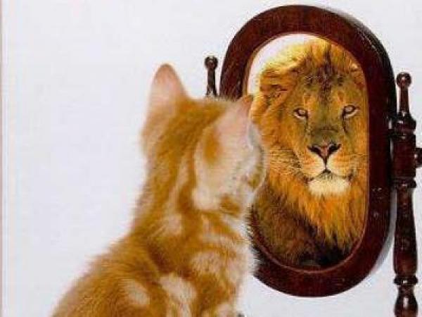 kitten lion mirror - من العجب إلى الخير و الحب.. كيف نطهر قلوبنا من الغرور بالحب ؟