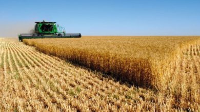 الأمن الغذائي