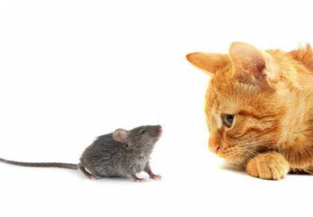 الفأر المبينة ماعدا الموضحة أمامك لافتراس الغذائية تتنافس الحيوانات ...؟ في جميع الشبكة جميع الحيوانات