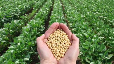 الزراعة العضوية