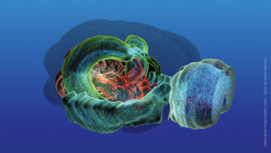 الدماغ الأزرق